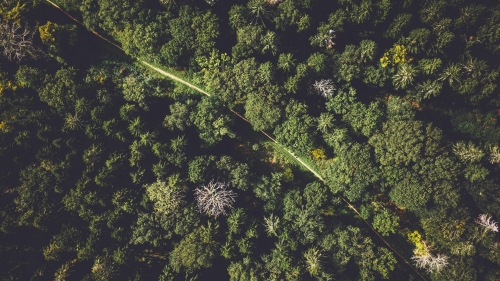 Aerial View on Pine Forest and Path