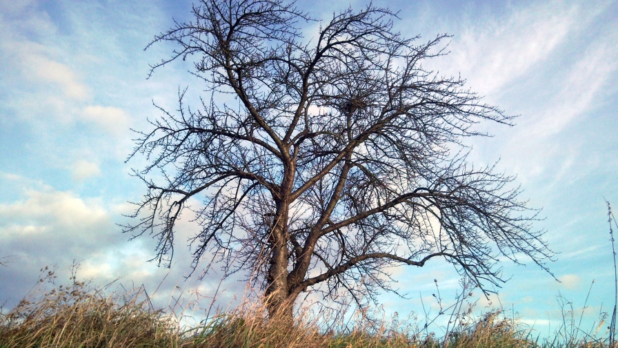 Autumn Field with Single Tree