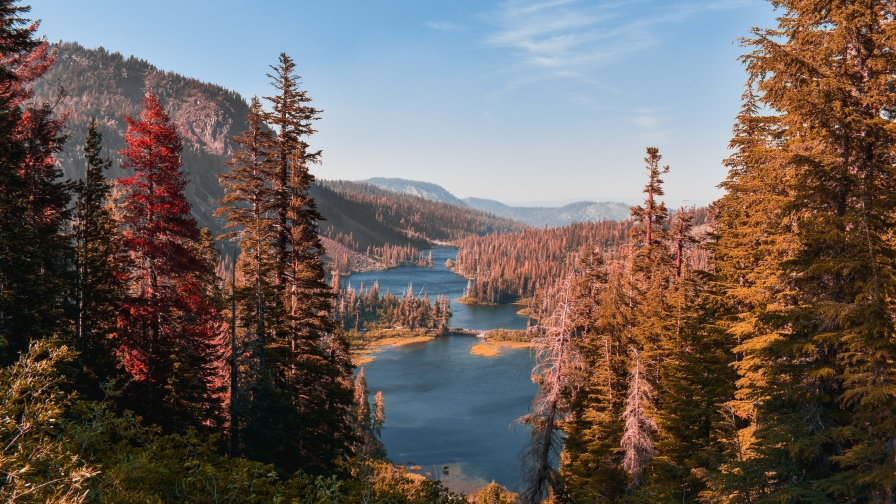 Autumn Spruces Forest and River in Valley