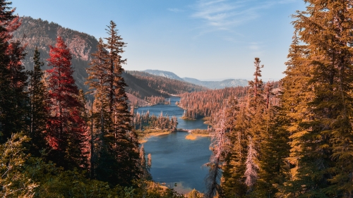 Autumn Spruces Forest and River in Valley