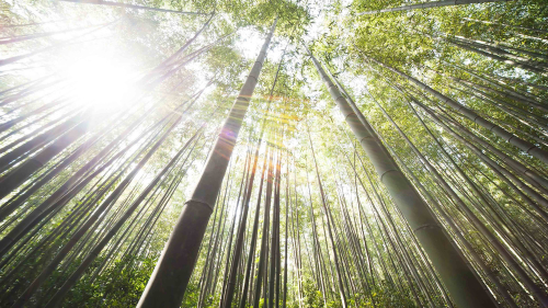 Bamboo and Sunlight