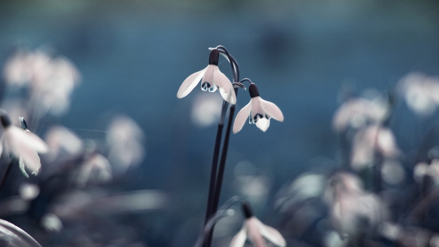 Beautiful Blue Snowdrop Spring Flowers