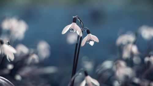 Beautiful Blue Snowdrop Spring Flowers