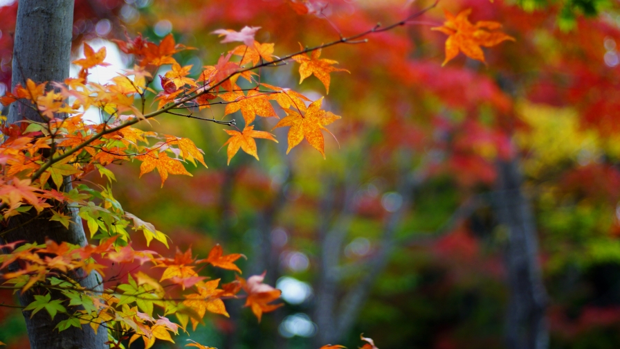Beautiful Branches on Tree and Yellow Leaves