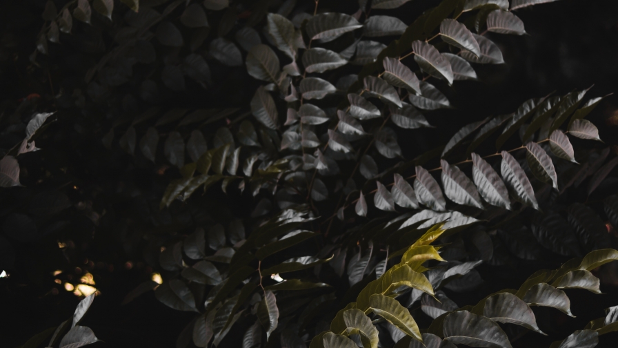 Beautiful Dark Green Leaves