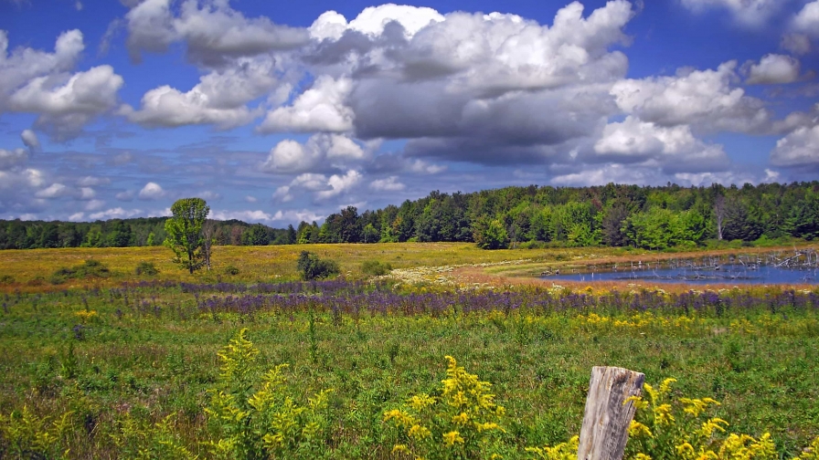 Beautiful field with flowers and grass