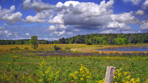 Beautiful field with flowers and grass