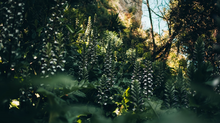 Beautiful Flowers and Vegetation under Sunlight