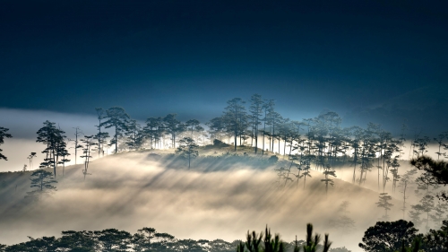 Beautiful Forest with Fog and Sunlight
