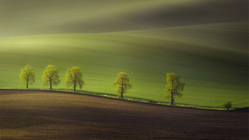 Beautiful Green Field and Trees