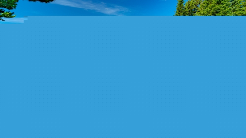 Beautiful Green Grass and Trees on Slope