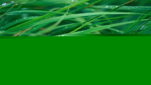 Beautiful Green Grass and Water Drops