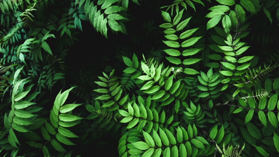 Beautiful Green Leaves and Light