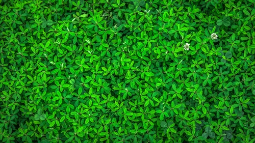 Beautiful Green Leaves in Garden
