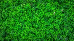 Beautiful Green Leaves in Garden