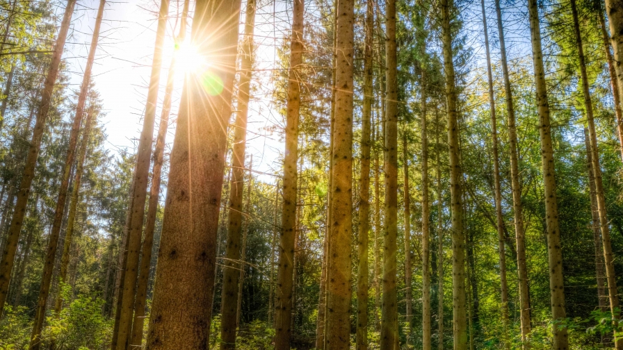 Beautiful green pine forest and sunlight