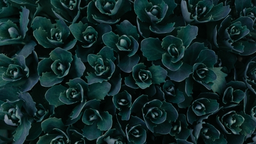 Beautiful Green Plant in Garden