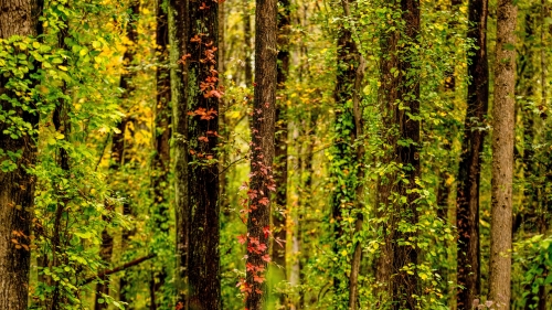 Beautiful Green Trees in Old Forest