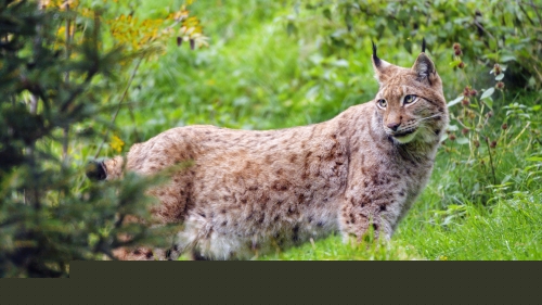 Beautiful Lynx Predator