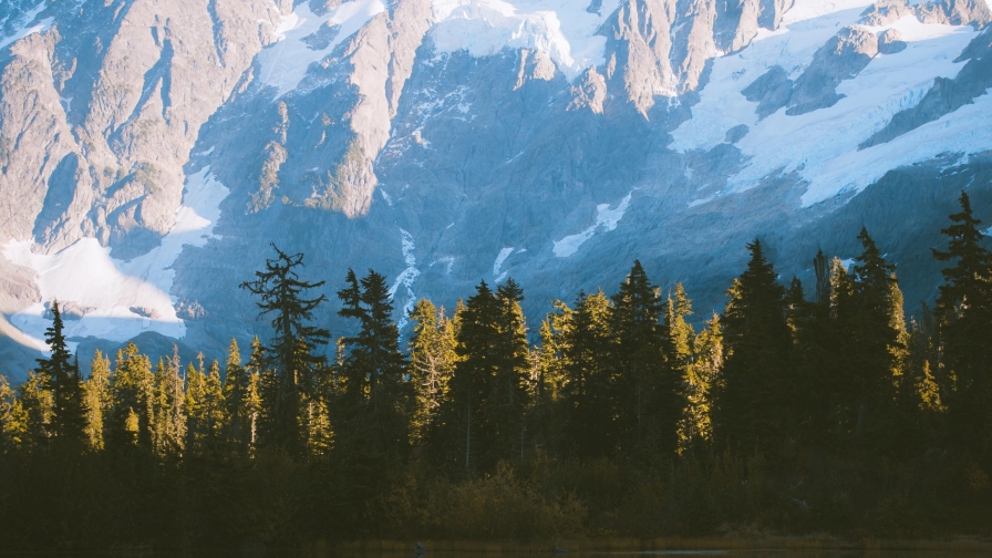 Beautiful Mountains and Pine Green Forest
