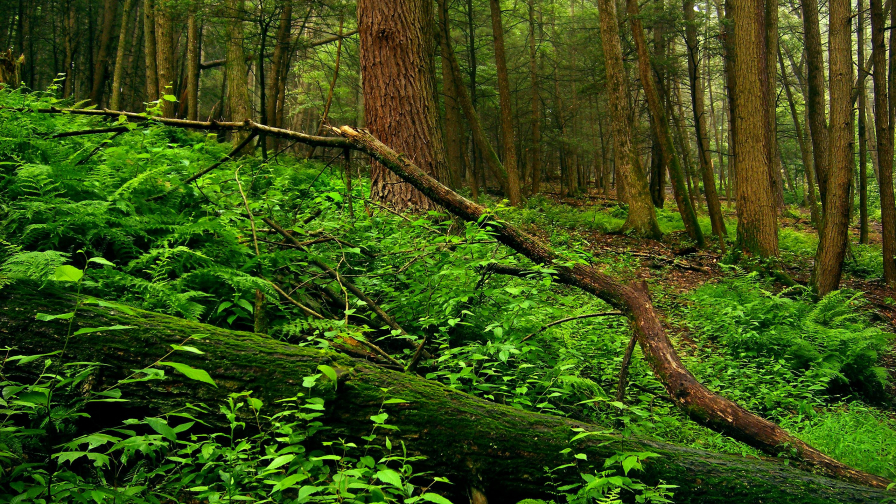 Beautiful Old Green Forest