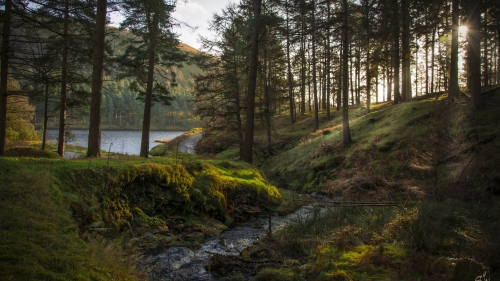 Beautiful Old Pine Forest River and Lake