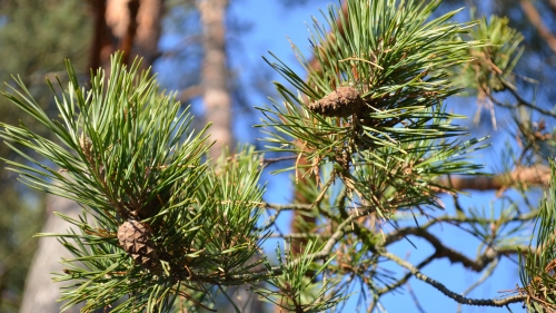 Beautiful pine branch on the tree in forest