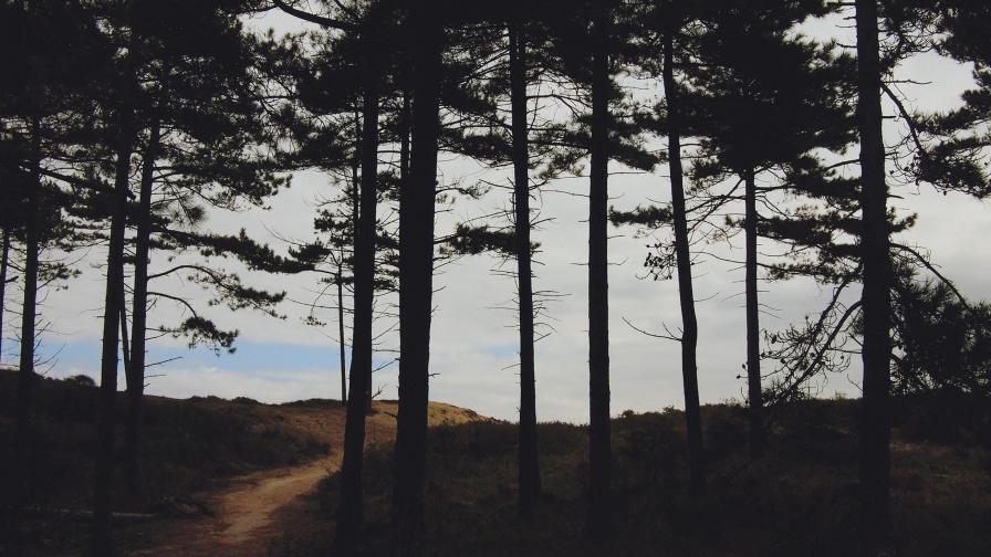 Beautiful Pine Forest and Nasty Day