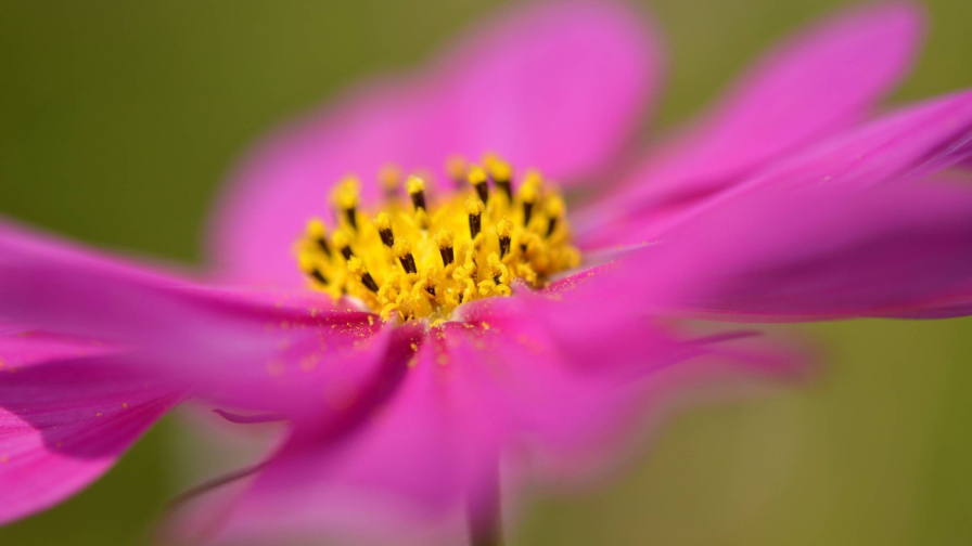 Beautiful Pink Flower Macro