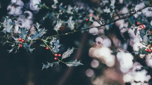 Beautiful Red Berries Macro