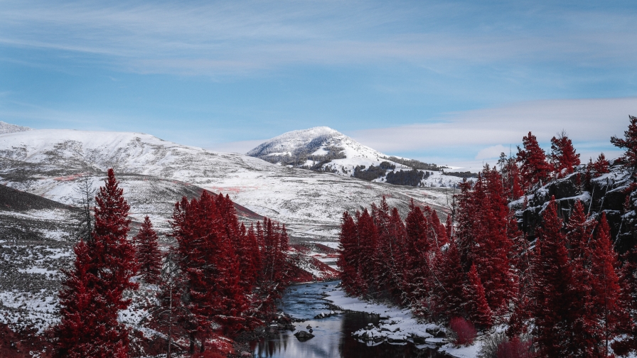 Beautiful Red Fir Forest and Mountains