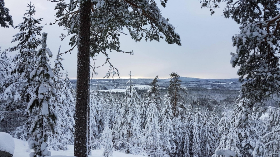 Beautiful Snow Covered Forest