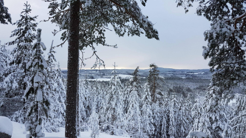 Beautiful Snow Covered Forest