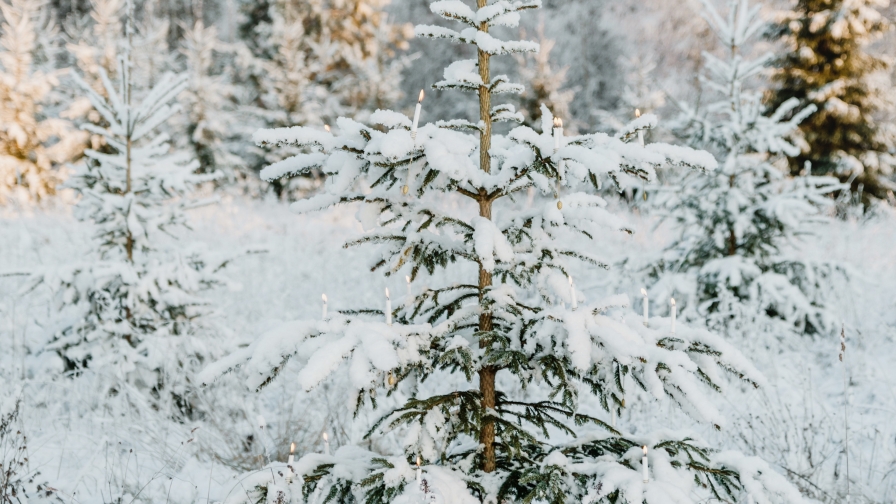 Beautiful Snowed Spruce in Forest