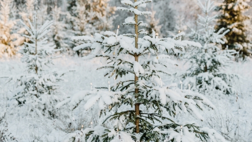 Beautiful Snowed Spruce in Forest