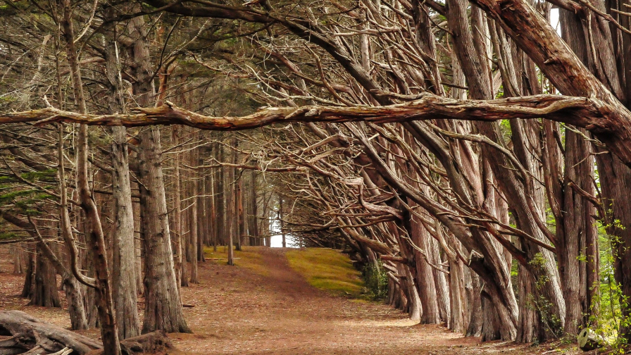 Beautiful Spring Forest and Empty Road