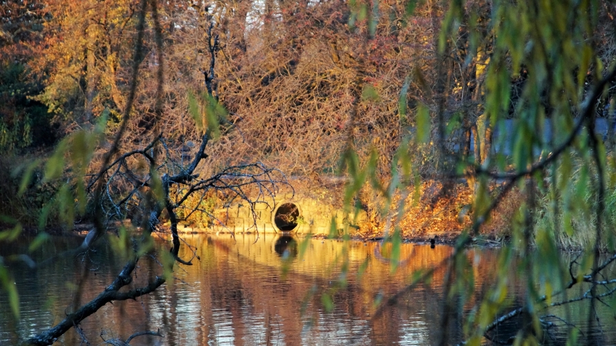 Beautiful Spring Forest River and Tunnel