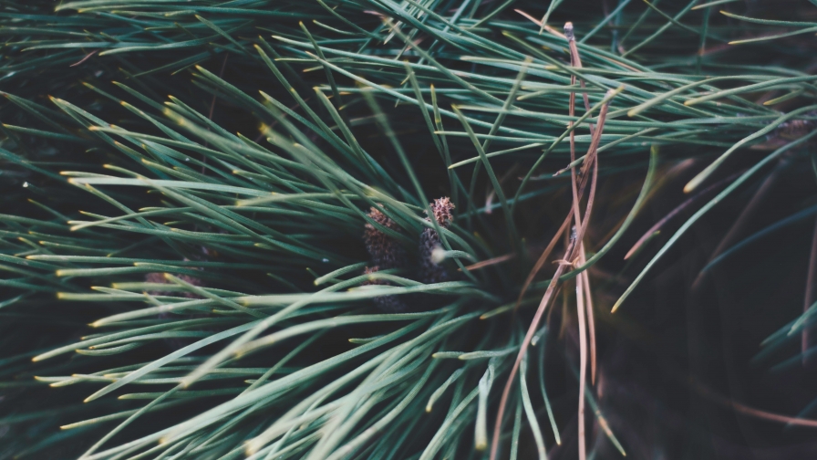 Beautiful Spruce Branches Spines