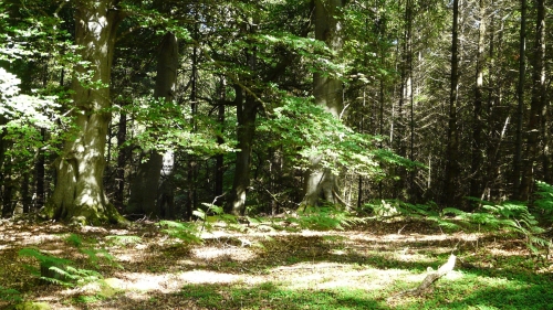 Beautiful Summer Green Forest and Sunlight