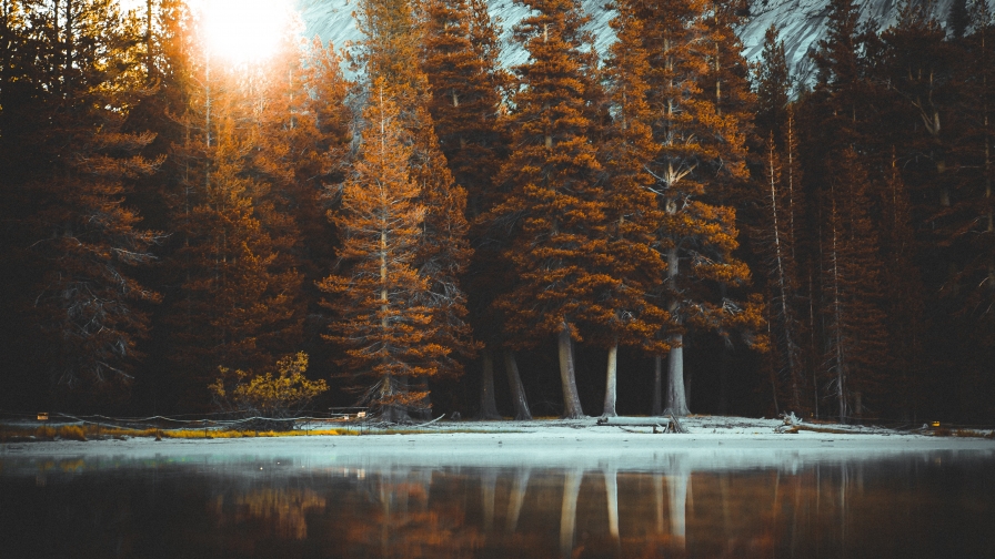 Beautiful Sunbeam and Fir Trees on Shore