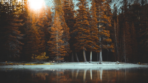 Beautiful Sunbeam and Fir Trees on Shore