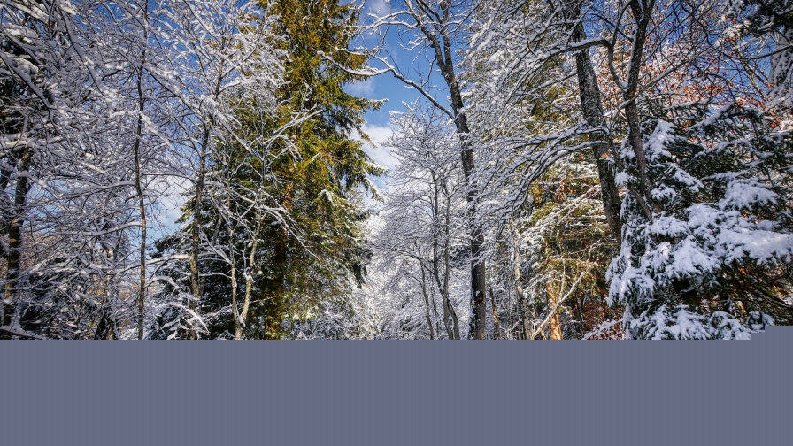 Beautiful Trees in Winter Forest