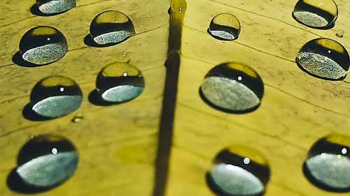 Beautiful Water Drops on Yellow Leaf