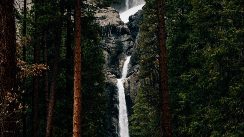 Beautiful Waterfall in Pine Forest