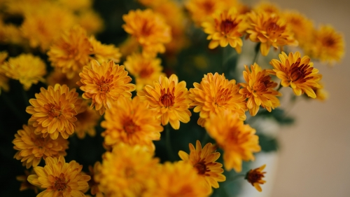 Beautiful Yellow Flowers