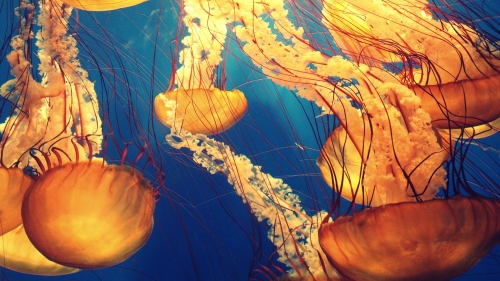 Beautiful Yellow Jellyfishes Under Water