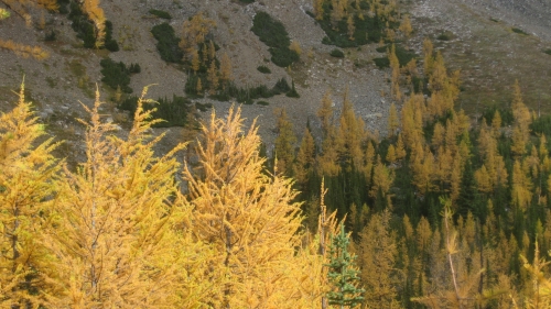 Beautiful yellow trees in autumn forest