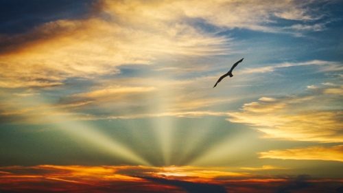 Bird Flying Sunset Evening and Clouds in Sky