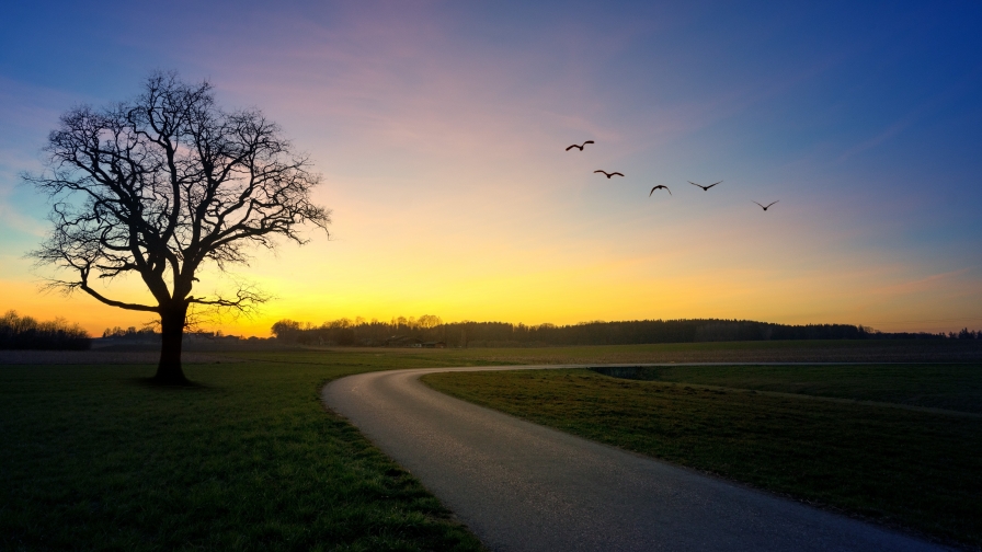 Bird in Sky and Single Plant