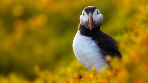 Black and White Bird in Grass